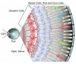 eye colour receptors