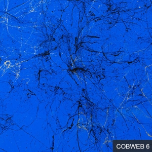 Cobweb 6
